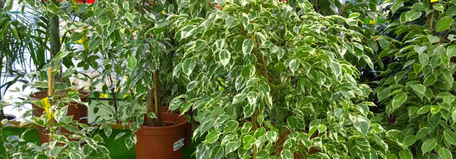 Indoor Ficus: Growing and Care