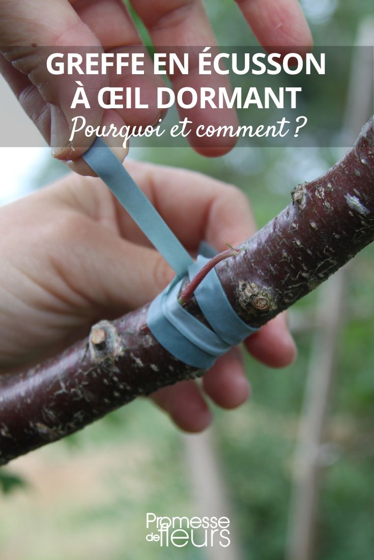 Budding Grafting with Dormant Eye: Why and How graft
