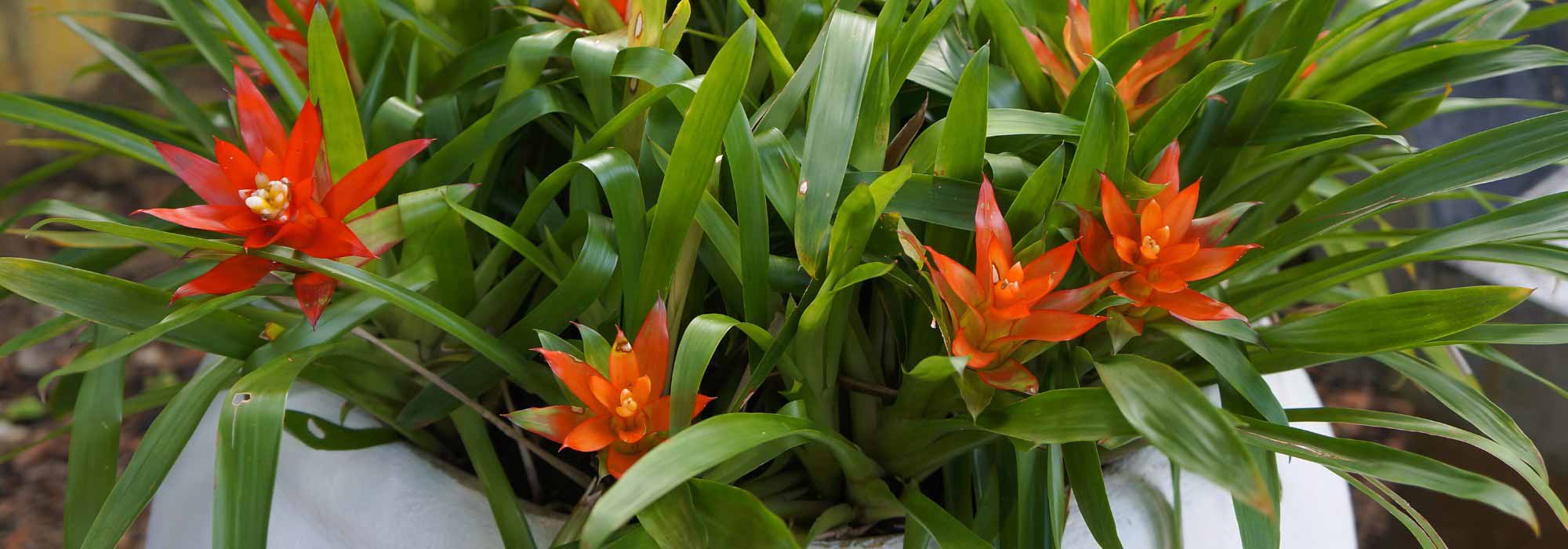 Guzmania: Care, Planting and Advice
