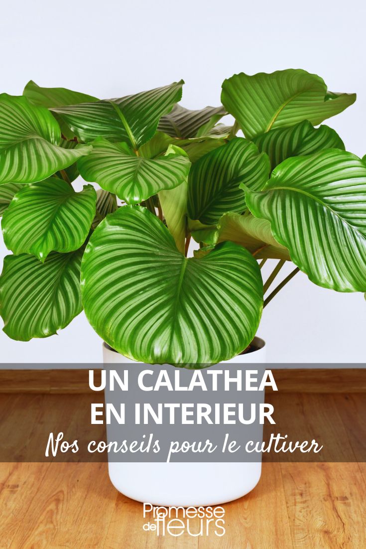 grow a calathea