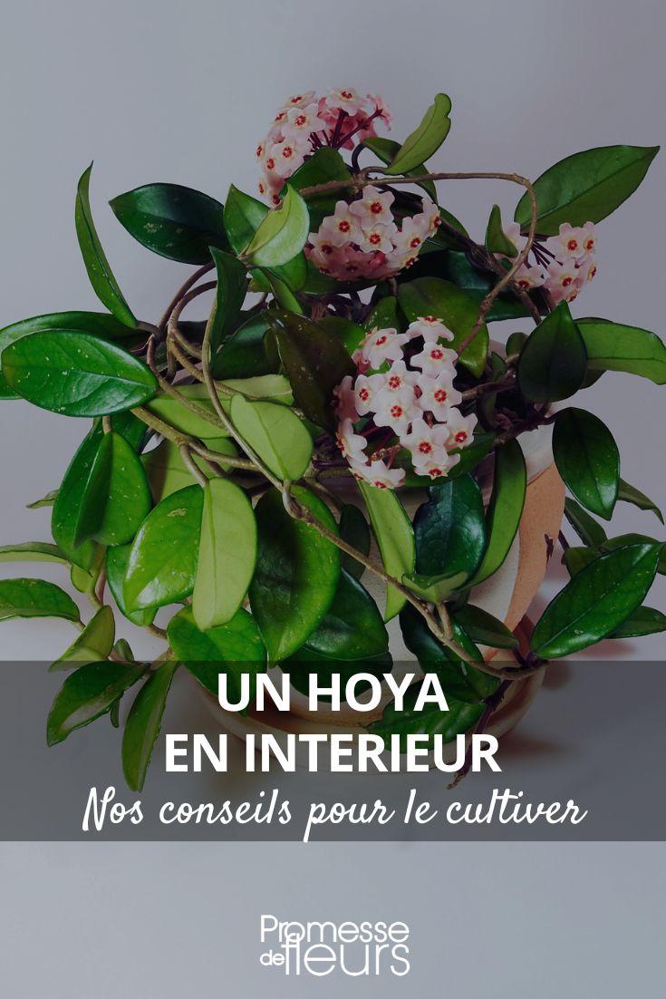 Hoya all our care tips throughout the seasons (2) Hoya Carnosa