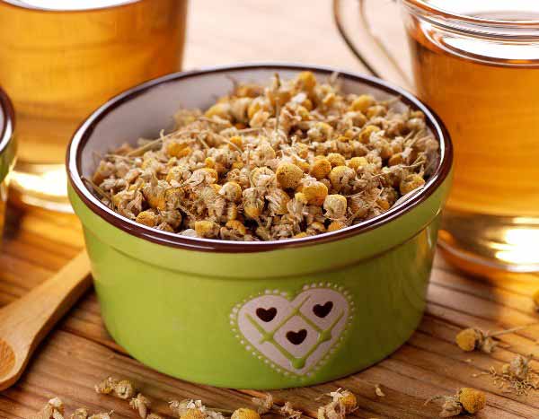 How to Make Chamomile Infusion and Maceration to Boost Your Crops?