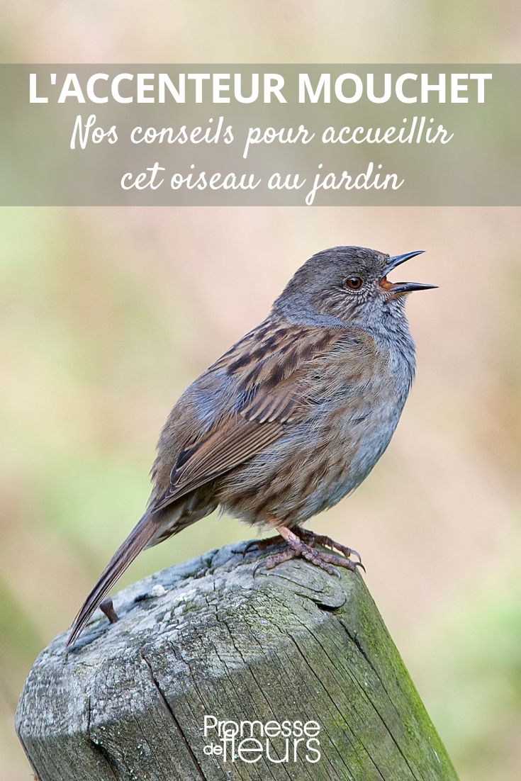 Welcoming the Dunnock to the garden