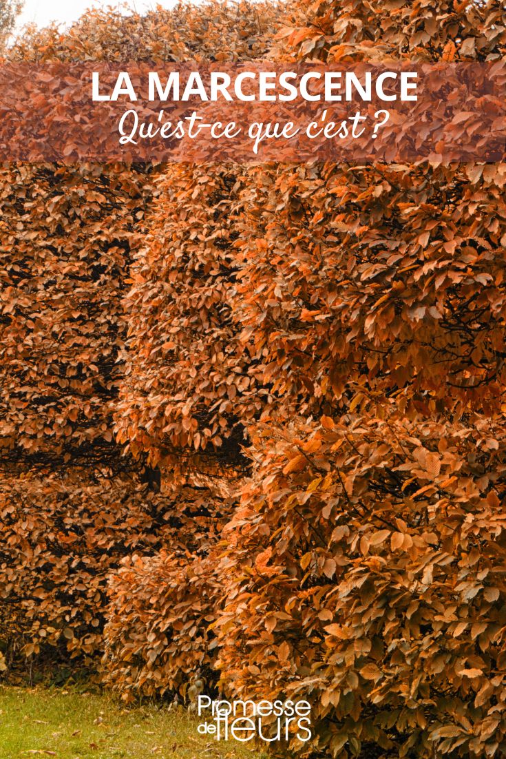 Marcescence, what is it? Hornbeam naked