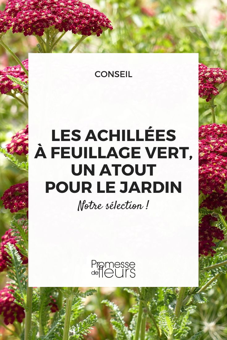 Achillea millefolium 'Red Velvet'