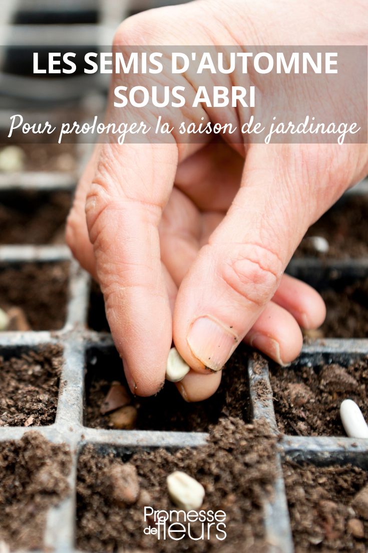 Autumn sowings under cover to extend the gardening season sow in autumn