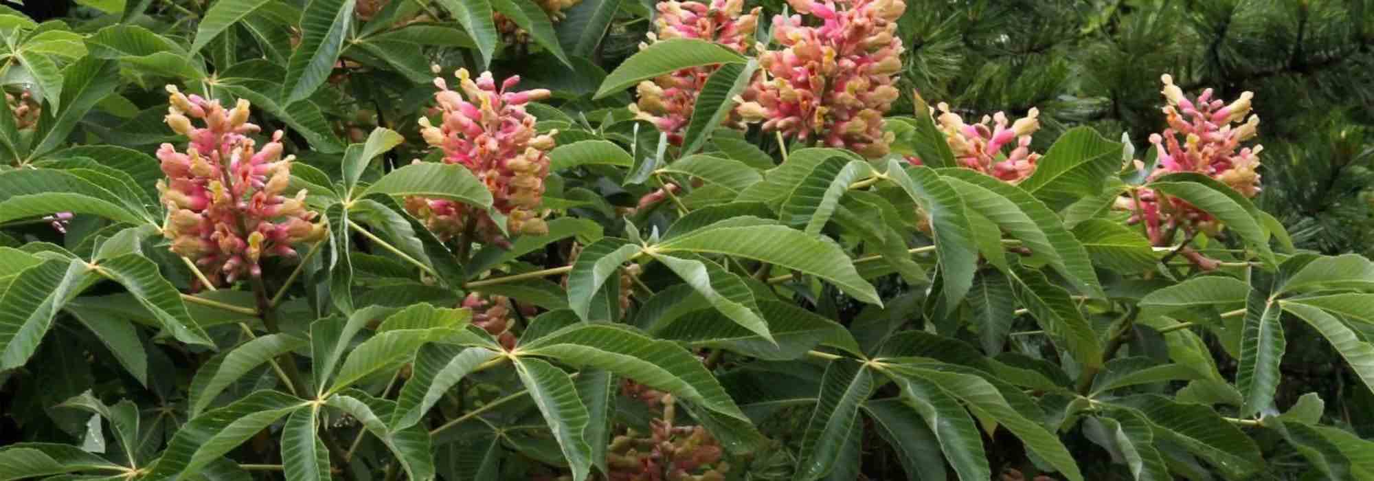 How to choose a horse chestnut tree for your garden?