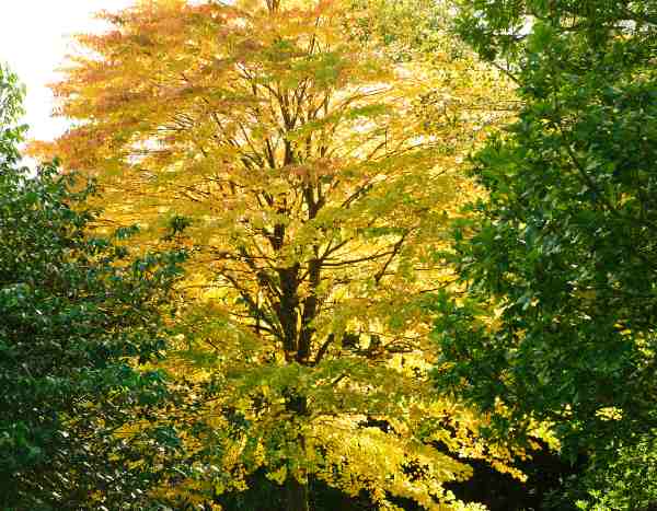 How to propagate the katsura tree?