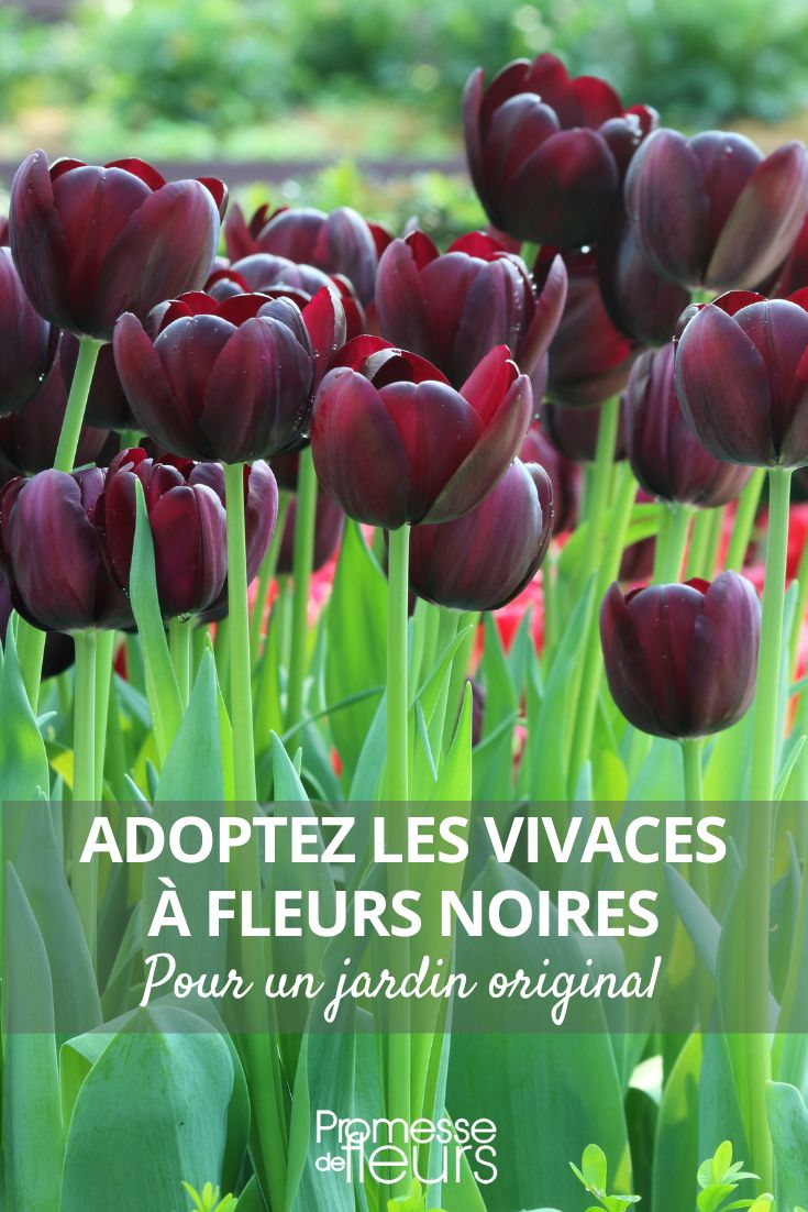 Original and fascinating, adopt black-flowered perennials. Triumph Tulip 'Black Jack'