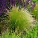 How to Comb and Care for Stipa: The Complete Guide