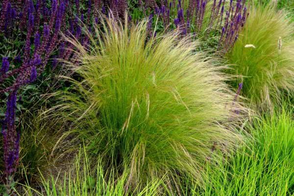 How to comb and care for stipas: the complete guide