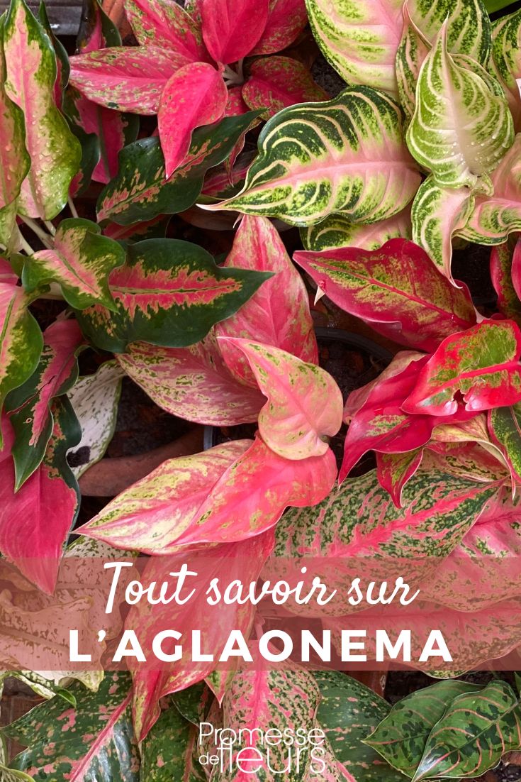 Aglaonema: Planting, Growing, and Care Aglaonema plants