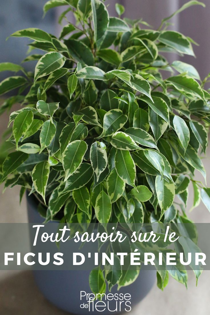 ficus all you need to know Indoor Ficus: Growing and Caring