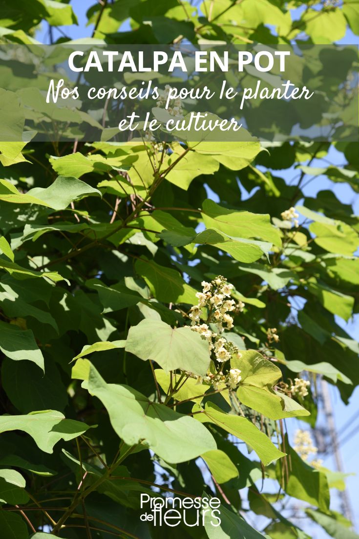 Planting and growing a **catalpa** in a pot potted catalpa
