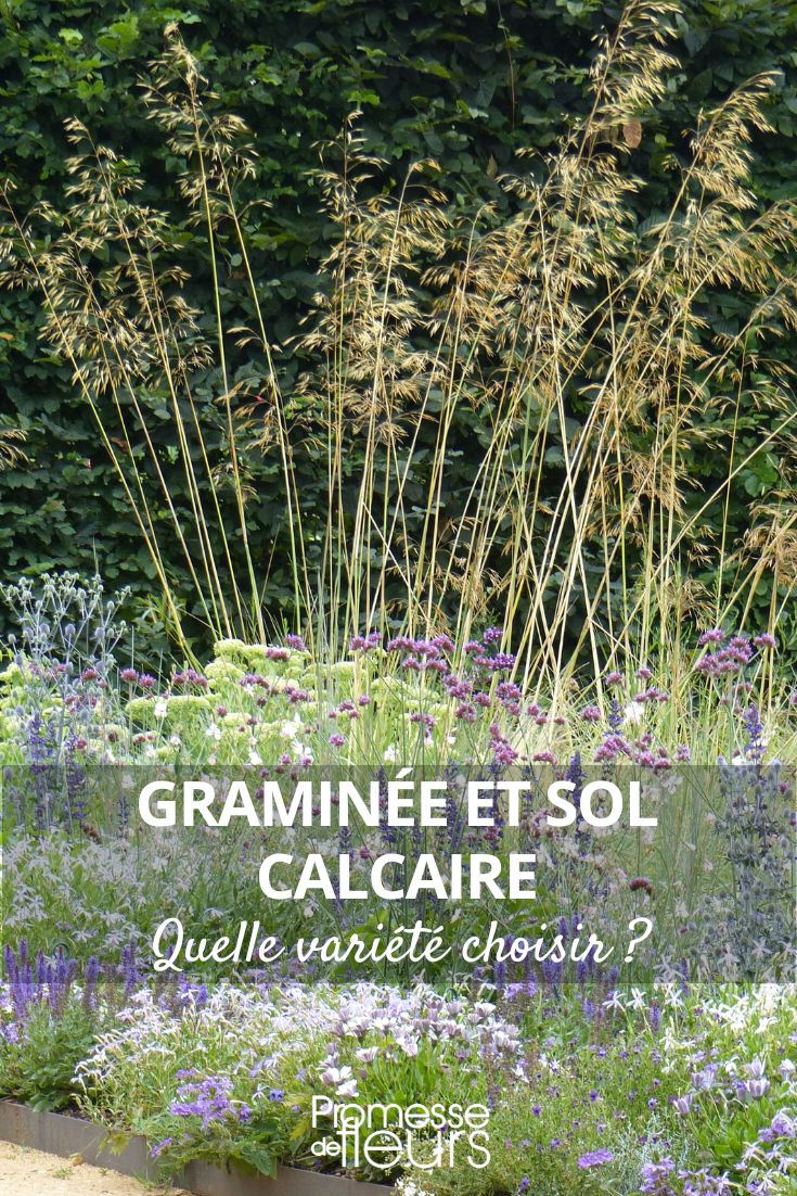 Choosing Grasses for Calcareous Soil