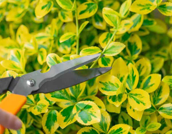 When and how to prune euonymus?