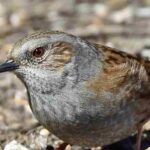 Dunnock: How to attract this beneficial bird to the garden?