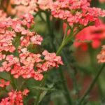 Yarrow: easy and drought-tolerant perennials