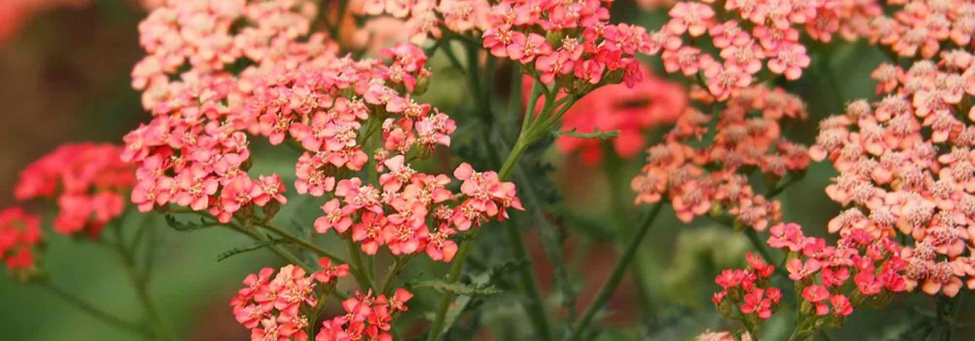 Yarrow: easy and drought-tolerant perennials