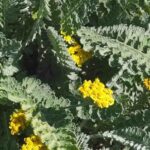 Grey-leaved yarrows: a refined and distinctive touch in the garden