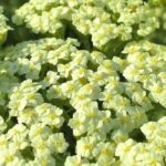 Our evergreen yarrows for a beautiful garden all year round