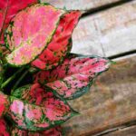 Aglaonema: Planting, Growing and Care