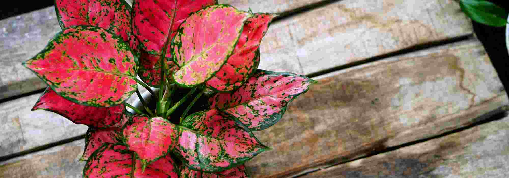 Aglaonema: Planting, Growing and Care