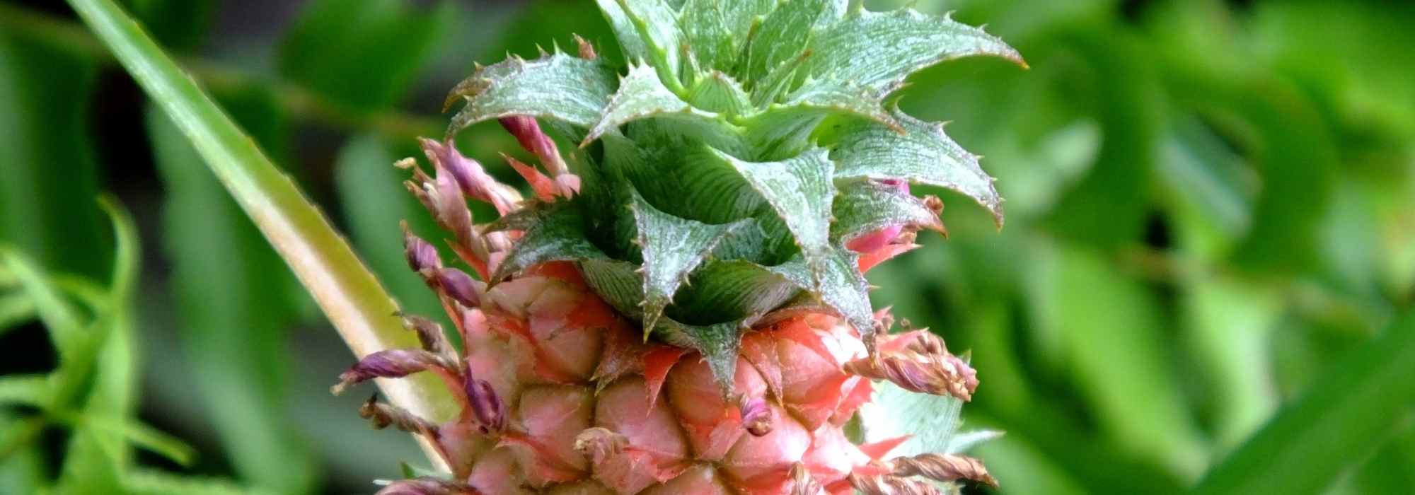Pineapple: Planting, Growing, and Propagation