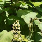 Shade tree: go with Catalpa for a cool, elegant garden