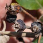 Plant bacterioses: how to treat and prevent them?