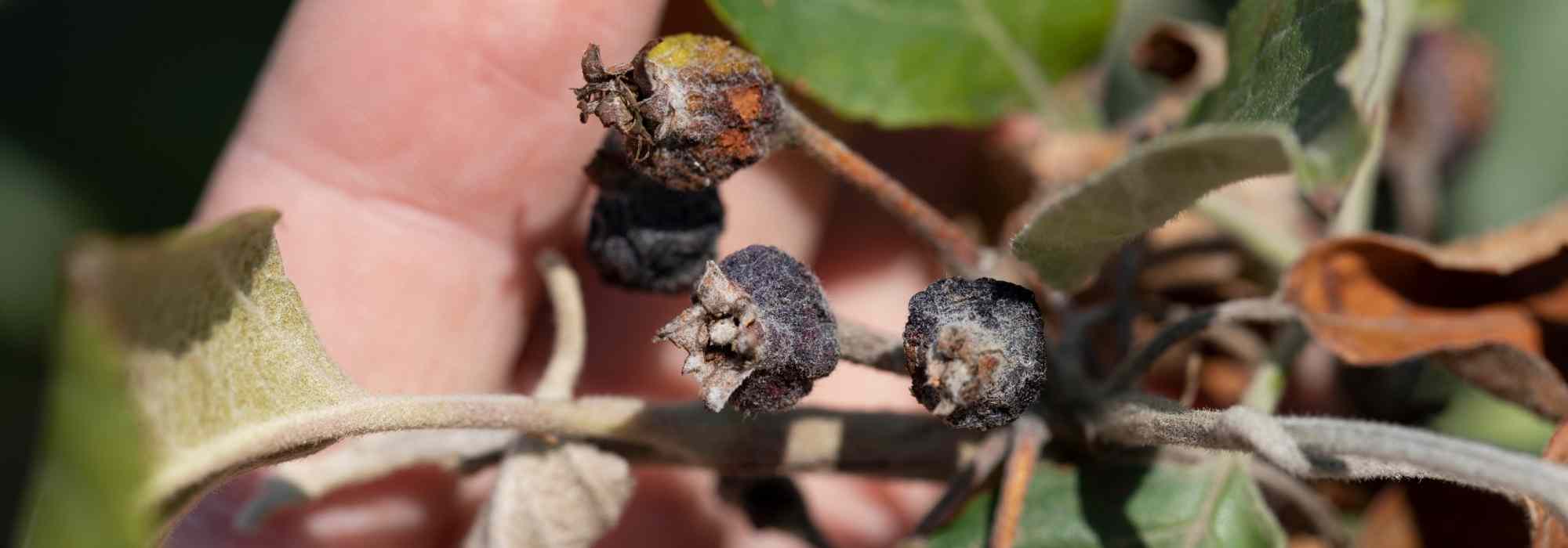 Plant bacterioses: how to treat and prevent them?