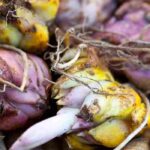 7 spring bulbs with purple flowers to have in the garden