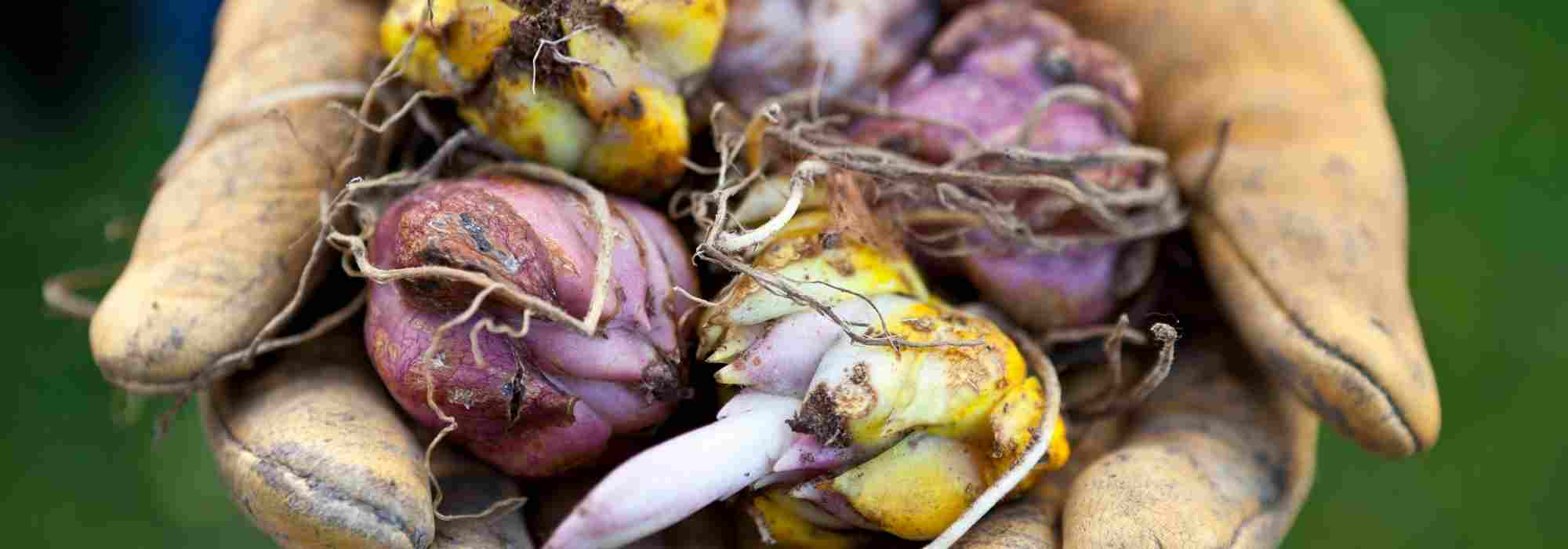 7 spring bulbs with purple flowers to have in the garden