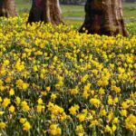10 essential spring bulbs with yellow flowers
