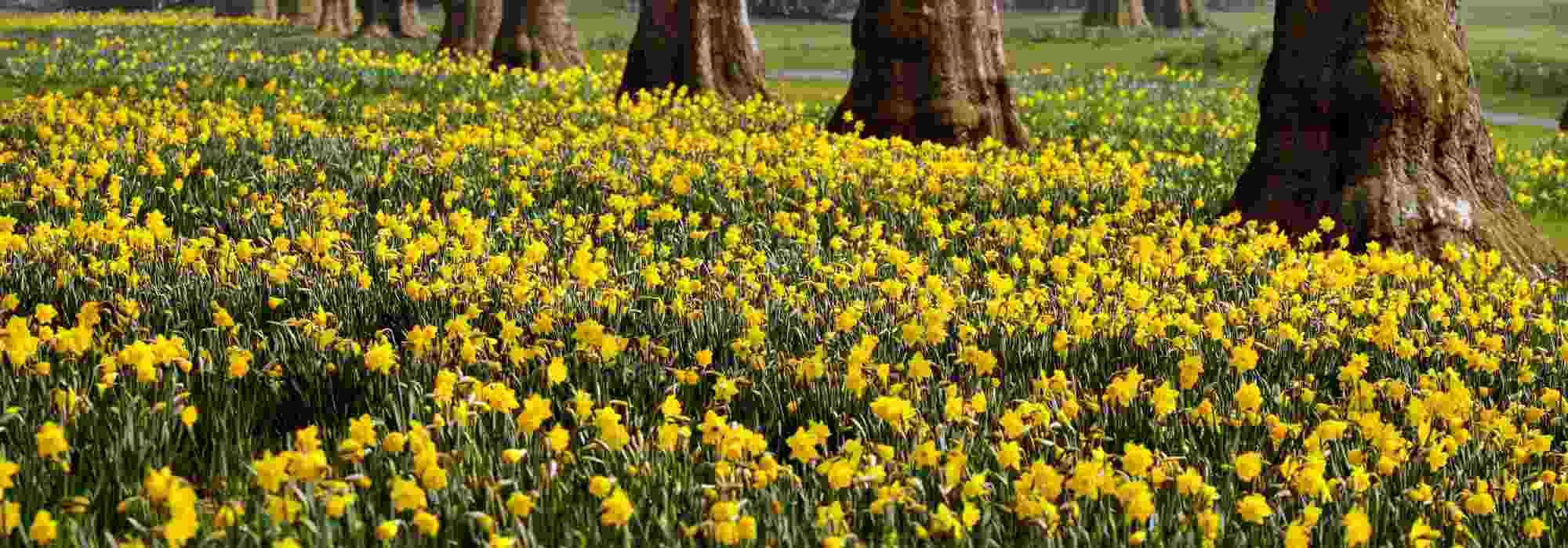 10 essential spring bulbs with yellow flowers