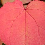 How to choose a Katsura tree or Cercidiphyllum?