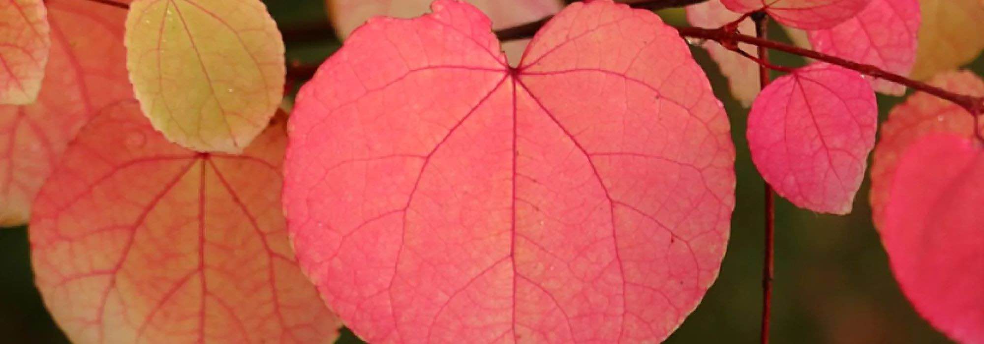 How to choose a Katsura tree or Cercidiphyllum?