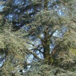 How to choose the right cedar?