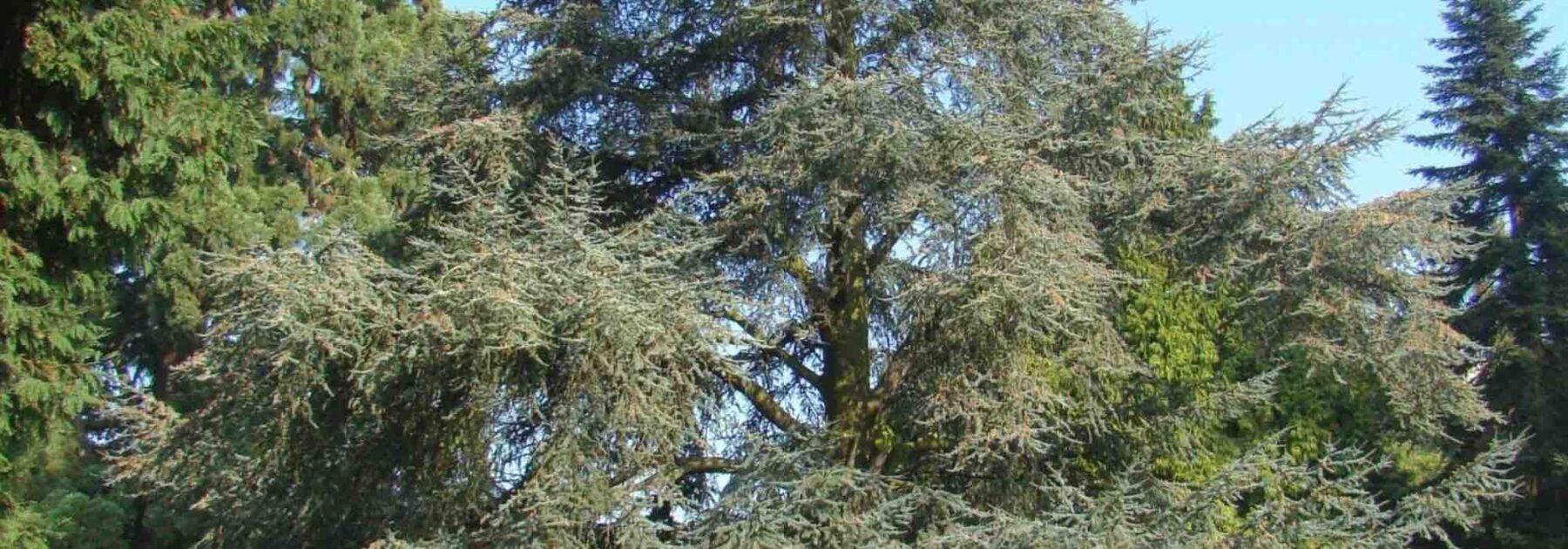 How to choose the right cedar?