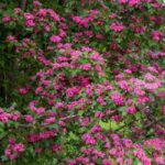 Choosing the right hawthorn for your garden?