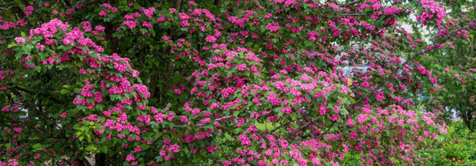 Choosing the right hawthorn for your garden?