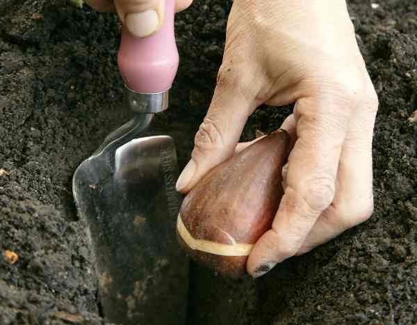 How to plant spring bulbs in open ground?
