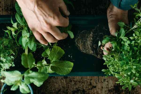 How to plant aromatic herbs in the garden?