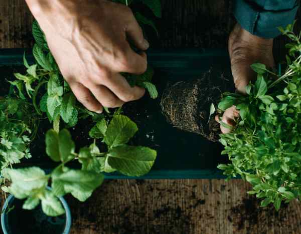 How to plant aromatic herbs in the garden?