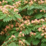 How to plant an <em>Albizia</em> or bristle tree?