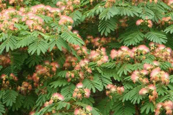How to plant an <em>Albizia</em> or bristle tree?