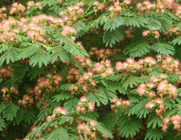How to plant an <em>Albizia</em> or bristle tree?
