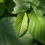 How to prune alder?
