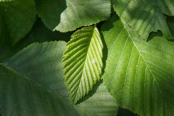 How to prune alder?