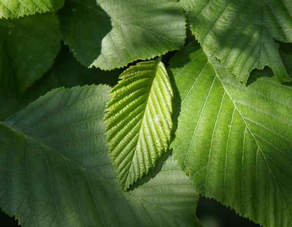 How to prune alder?